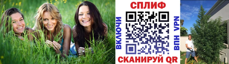 Каннабис планчик  где купить наркоту  Кемерово 